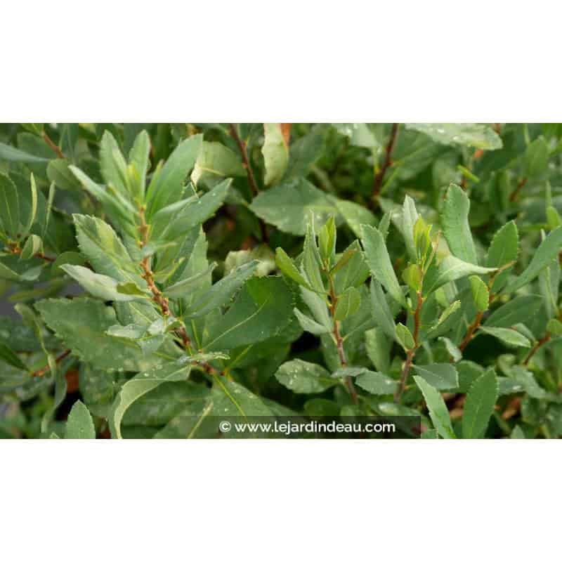 SALIX caprea SALIX caprea