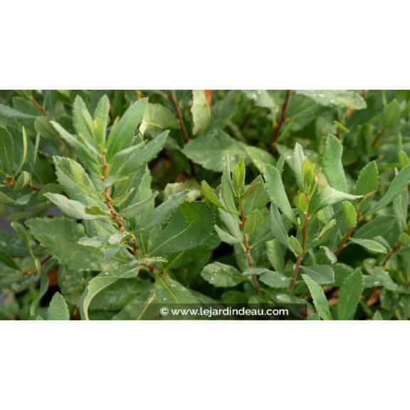 SALIX caprea
