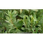 SALIX caprea SALIX caprea