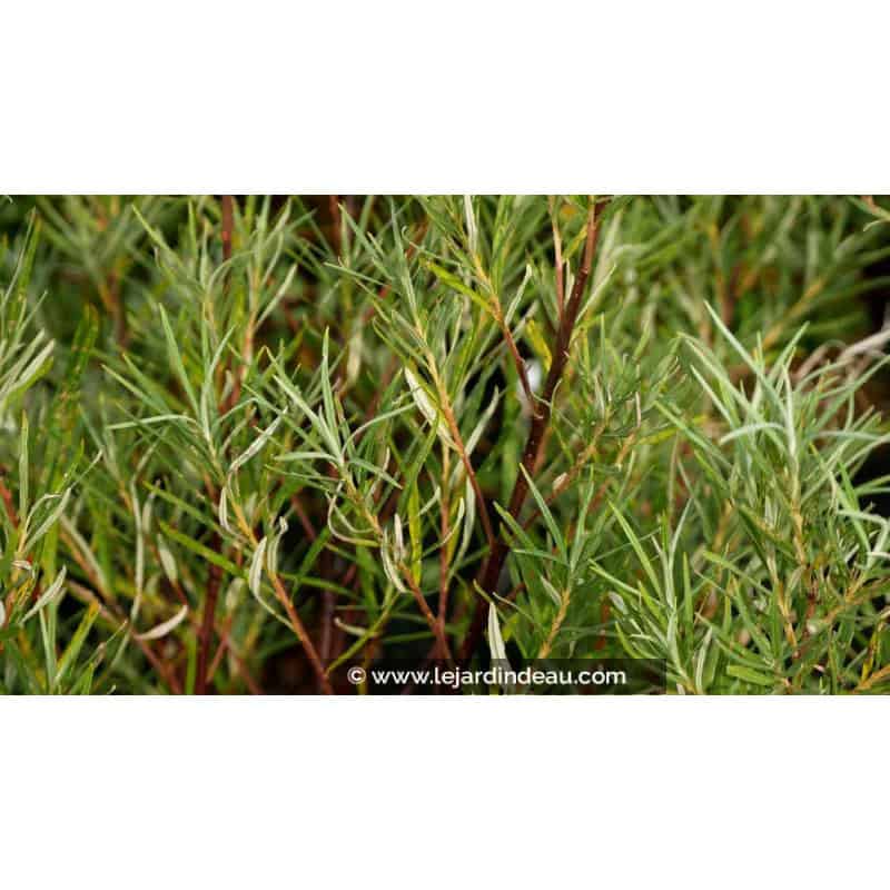 SALIX rosmarinifolia SALIX rosmarinifolia