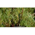 SALIX rosmarinifolia SALIX rosmarinifolia