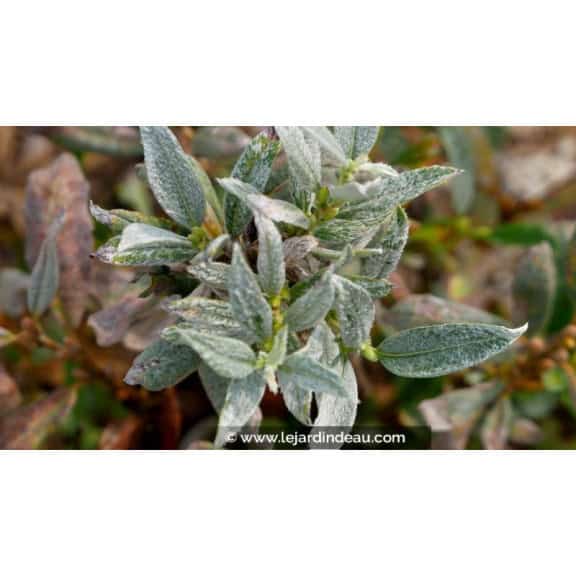 SALIX helvetica
