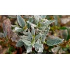 SALIX helvetica SALIX helvetica
