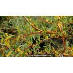 SALIX babylonica 'Aurea' SALIX babylonica 'Aurea'