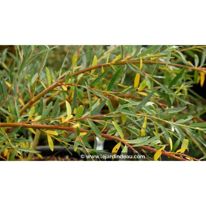 SALIX x sepulcralis 'Chrysocoma' SALIX x sepulcralis 'Chrysocoma'