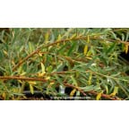 SALIX x sepulcralis 'Chrysocoma' SALIX x sepulcralis 'Chrysocoma'