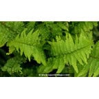 DRYOPTERIS filix-mas 'Crispa Cristata' DRYOPTERIS filix-mas 'Crispa Cristata'