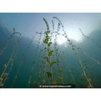 POTAMOGETON perfoliatus POTAMOGETON perfoliatus