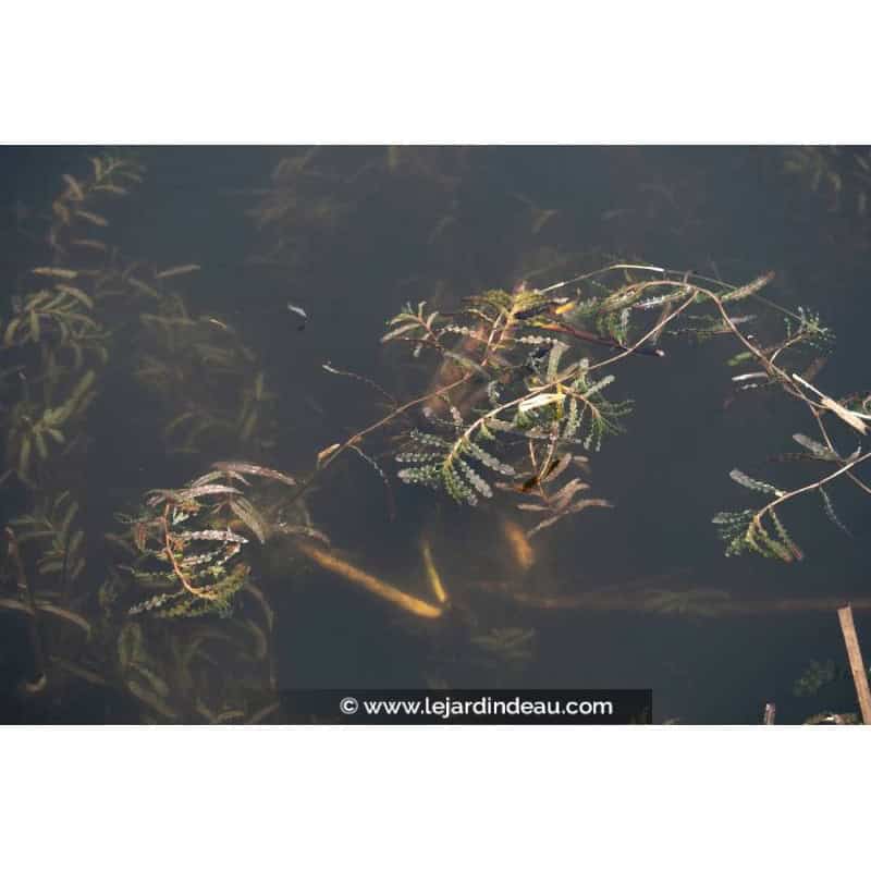 POTAMOGETON crispus POTAMOGETON crispus