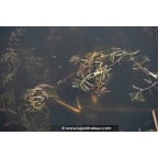 POTAMOGETON crispus POTAMOGETON crispus