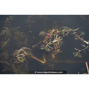 POTAMOGETON crispus - Potamot crépu