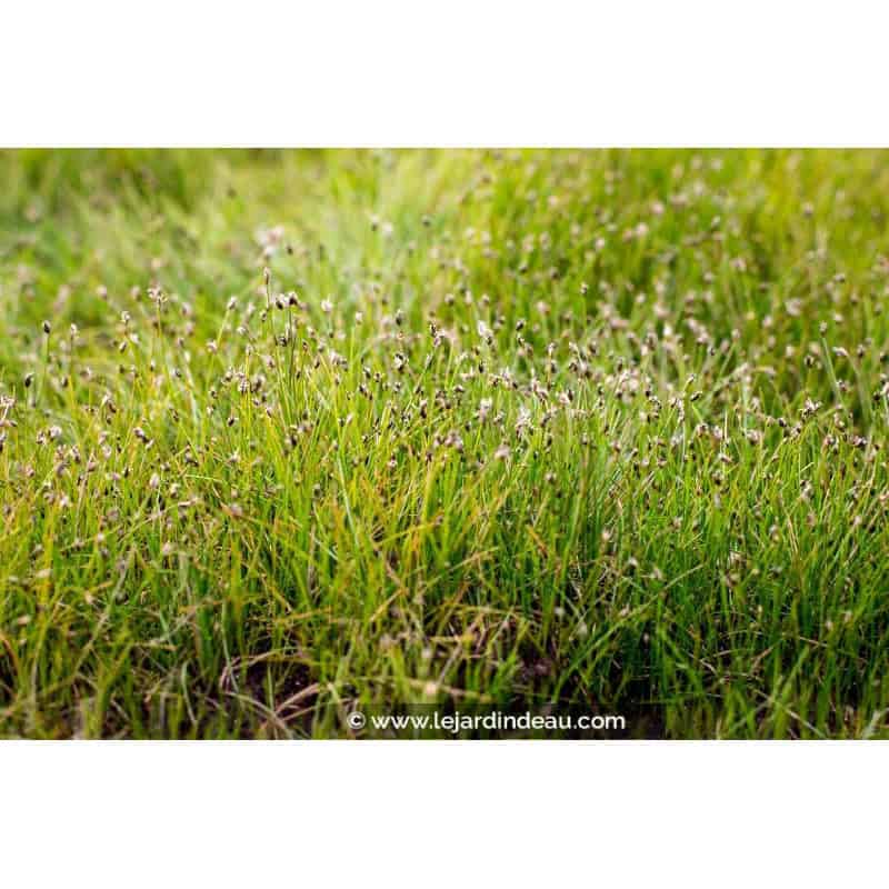 ELEOCHARIS acicularis ELEOCHARIS acicularis