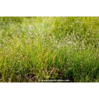 ELEOCHARIS acicularis ELEOCHARIS acicularis