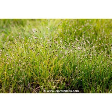 ELEOCHARIS acicularis - Scirpe épingle