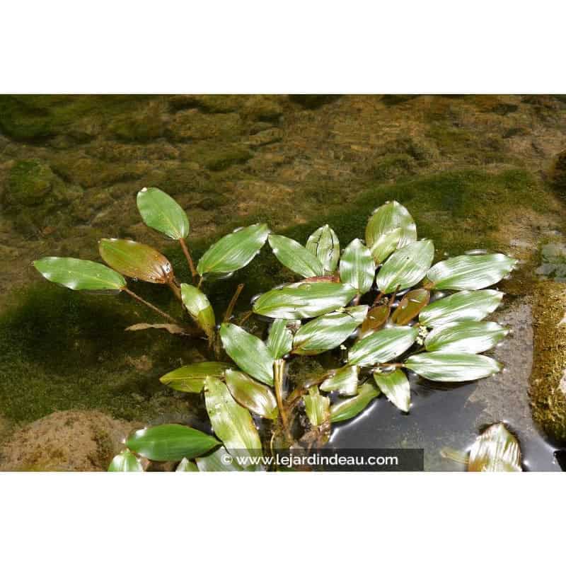 POTAMOGETON natans POTAMOGETON natans