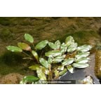 POTAMOGETON natans POTAMOGETON natans