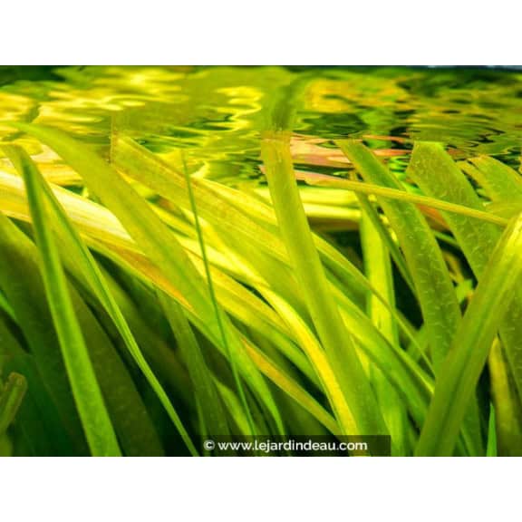 VALLISNERIA gigantea