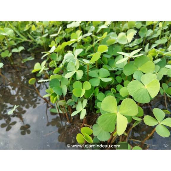 MARSILEA quadrifolia
