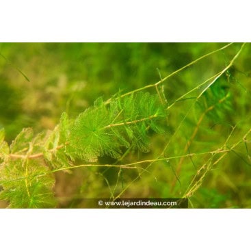 MYRIOPHYLLUM spicatum - Myriophylle en épis
