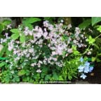 THALICTRUM kiusianum THALICTRUM kiusianum