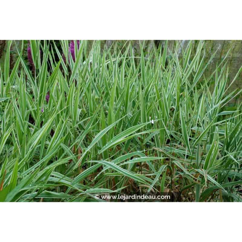 PHALARIS arundinacea var. picta 'Feesey' PHALARIS arundinacea var. picta 'Feesey'