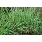PHALARIS arundinacea var. picta 'Feesey' PHALARIS arundinacea var. picta 'Feesey'