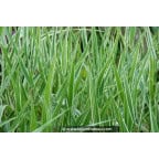 PHALARIS arundinacea var. picta 'Feesey' PHALARIS arundinacea var. picta 'Feesey'