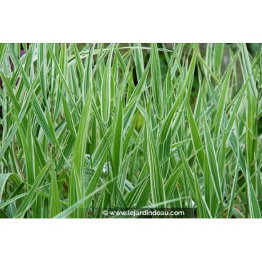 PHALARIS arundinacea var. picta \'Feesey\' - Ruban de bergère / Ribbon Grass