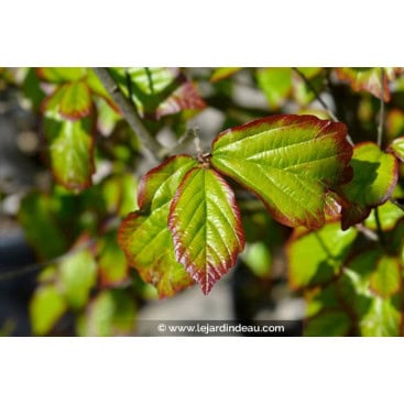 PARROTIA persica \'Persian Spire\' - Arbre de fer / Hêtre de Perse / Arbre perroquet