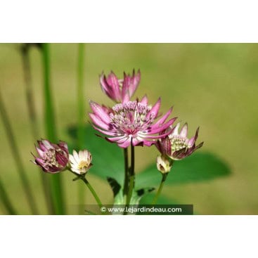 ASTRANTIA major \'Primadonna\' - Astrance \'Primadonna\'