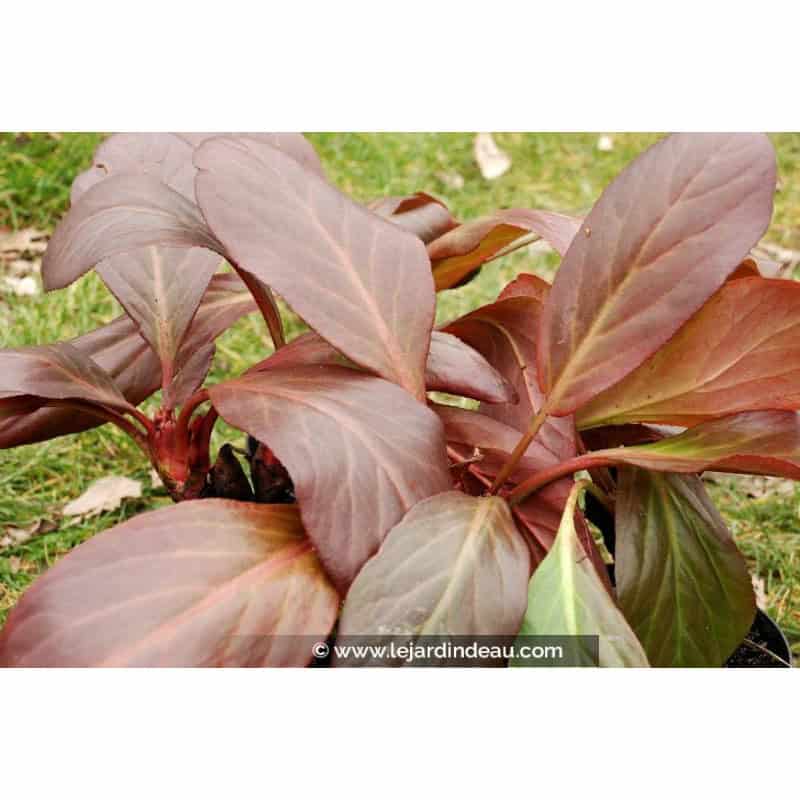 BERGENIA 'Bressingham White' - Hiver BERGENIA 'Bressingham White' - Hiver