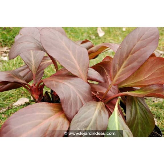 BERGENIA 'Bressingham White' - Hiver
