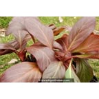 BERGENIA 'Bressingham White' - Hiver BERGENIA 'Bressingham White' - Hiver