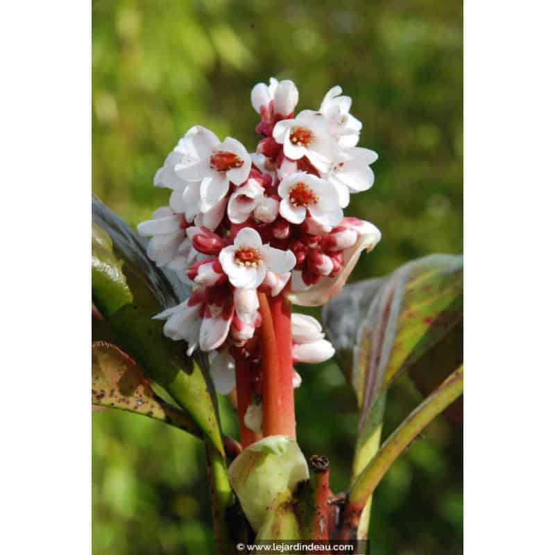 BERGENIA 'Bressingham White' BERGENIA 'Bressingham White'