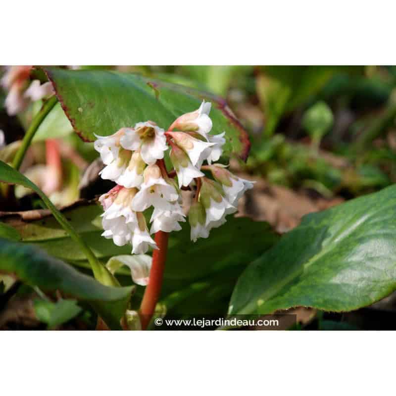 BERGENIA 'Bressingham White' BERGENIA 'Bressingham White'