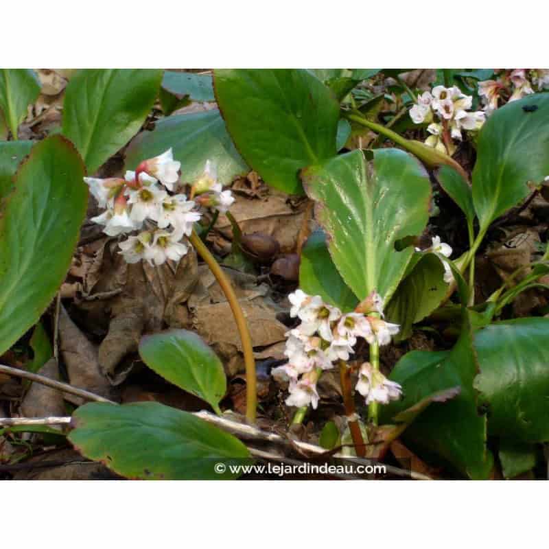 BERGENIA 'Bressingham White' BERGENIA 'Bressingham White'