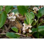 BERGENIA 'Bressingham White' BERGENIA 'Bressingham White'