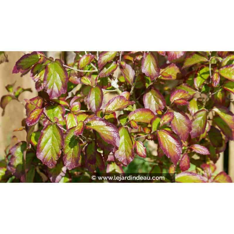 PARROTIA persica 'Persian Spire' - Printemps PARROTIA persica 'Persian Spire' - Printemps