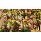 PARROTIA persica 'Persian Spire' - Printemps PARROTIA persica 'Persian Spire' - Printemps