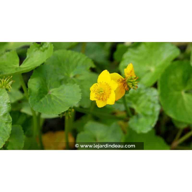 CALTHA polypetala - Printemps CALTHA polypetala - Printemps