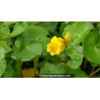 CALTHA polypetala - Printemps CALTHA polypetala - Printemps