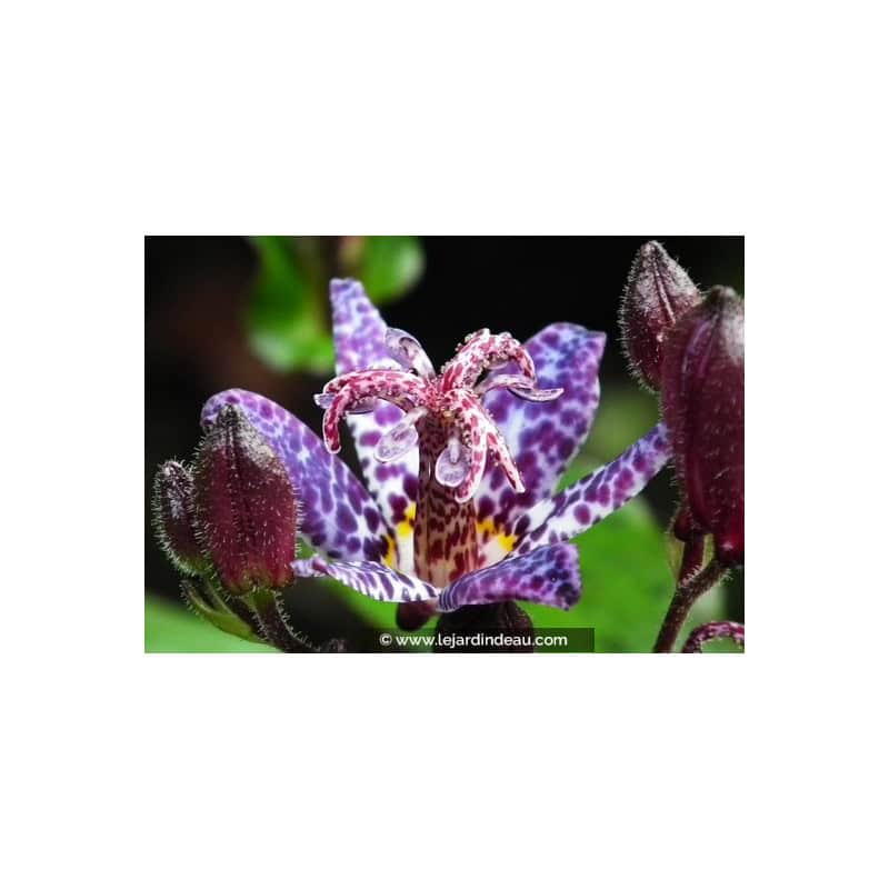 TRICYRTIS formosana 'Dark Beauty' TRICYRTIS formosana 'Dark Beauty'