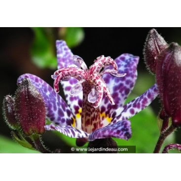 TRICYRTIS formosana \'Dark Beauty\' - Lys aux crapaud / Lis au crapaud