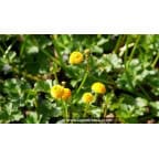 RANUNCULUS acris 'Multiplex' - Printemps RANUNCULUS acris 'Multiplex' - Printemps