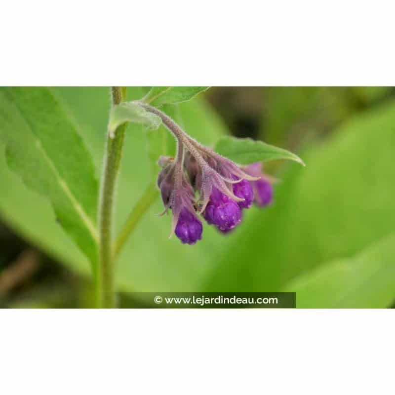 SYMPHYTUM officinale - Printemps SYMPHYTUM officinale - Printemps