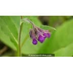SYMPHYTUM officinale - Printemps SYMPHYTUM officinale - Printemps