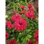 MONARDA 'Cambridge Scarlet' MONARDA 'Cambridge Scarlet'