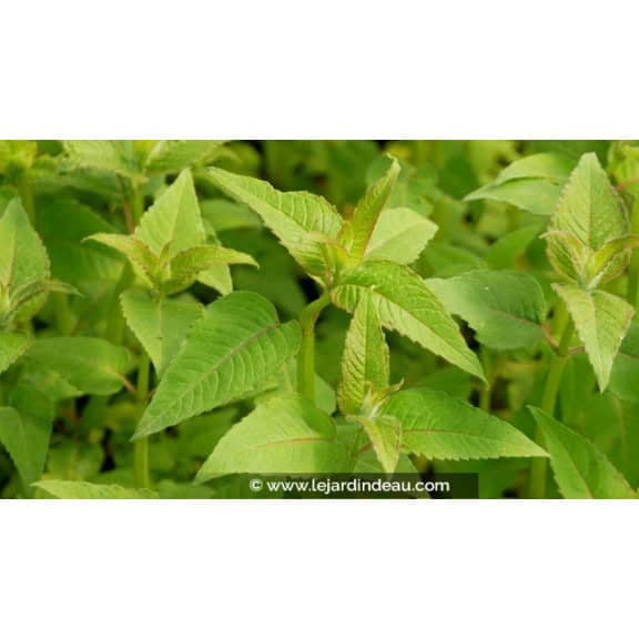 MONARDA 'Cambridge Scarlet' - Printemps
