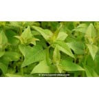 MONARDA 'Cambridge Scarlet' - Printemps MONARDA 'Cambridge Scarlet' - Printemps