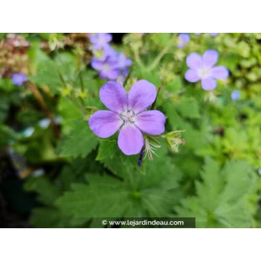 GERANIUM sylvaticum \'Mayflower\' - Géranium des bois / Géranium vivace